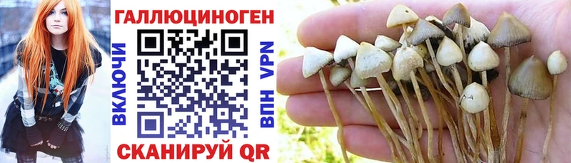 Галлюциногенные грибы Psilocybe  Хилок 